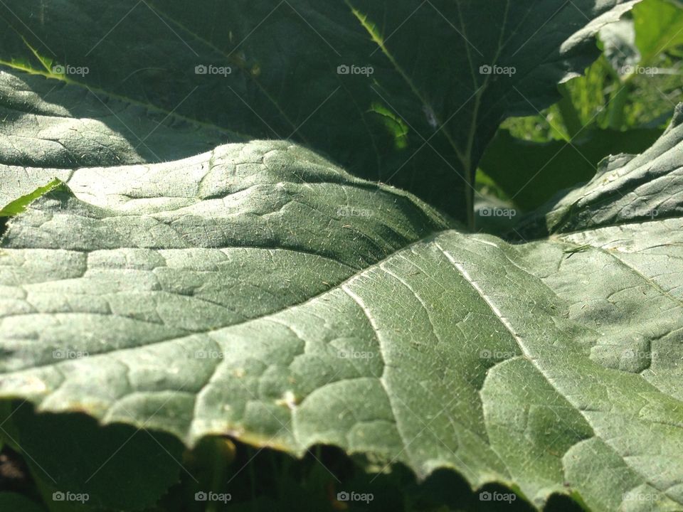 Leaf in sunshine