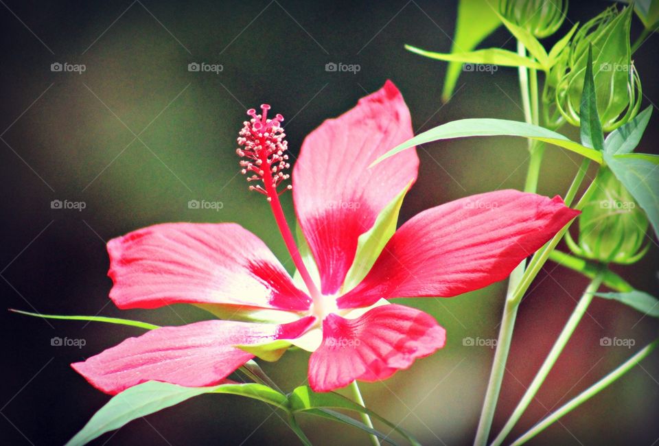 Pink flower