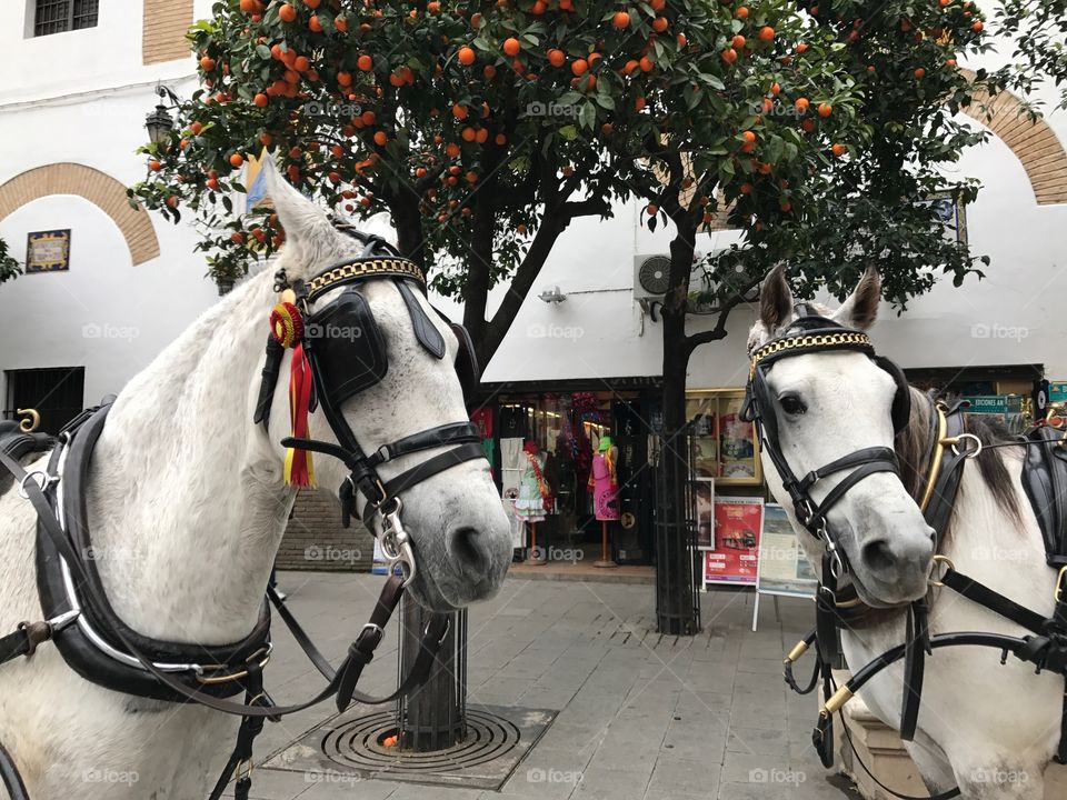 Two white horses in front of an orange tree