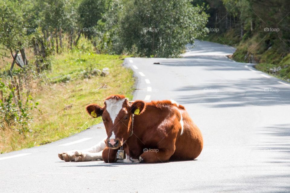 Cow in the road 
