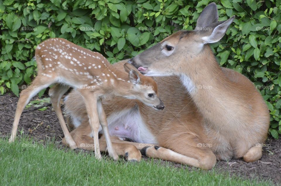 Doe and Fawn