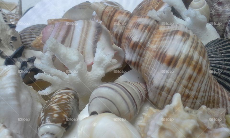 seashells on clam