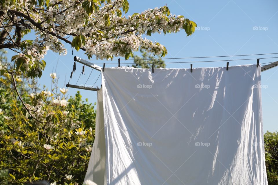 Fresh white sheets drying in the garden by the blossoming cherry tree