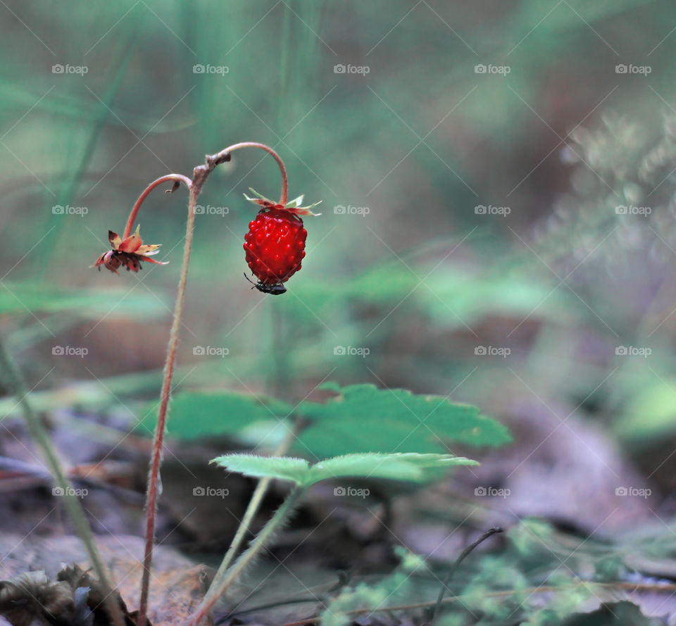 wild strawberry in the miracle forest