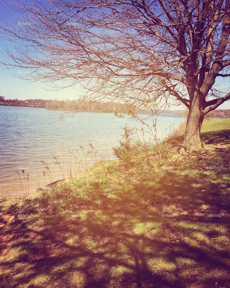 Spring at the lake