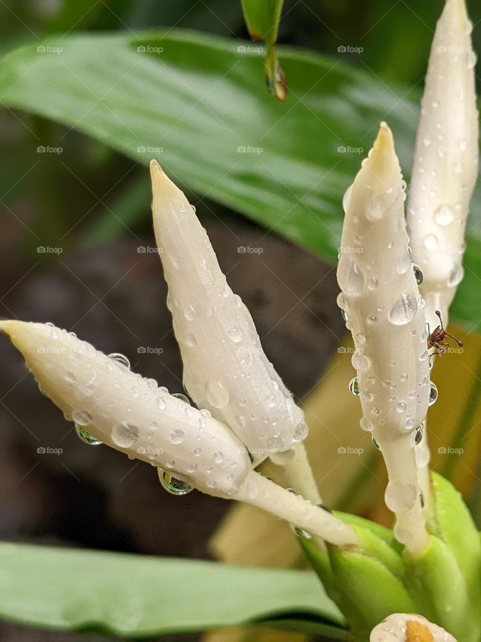 Hedychium coronarium (White Ginger Lily)