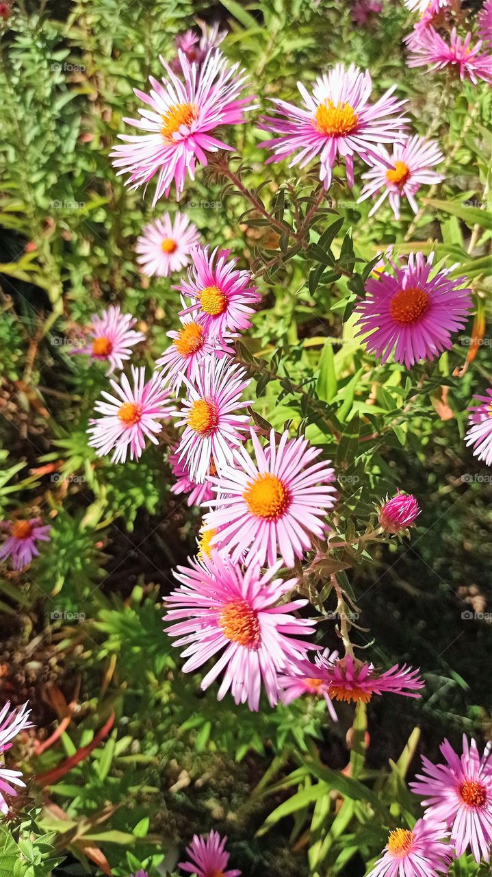 Pink Daisies