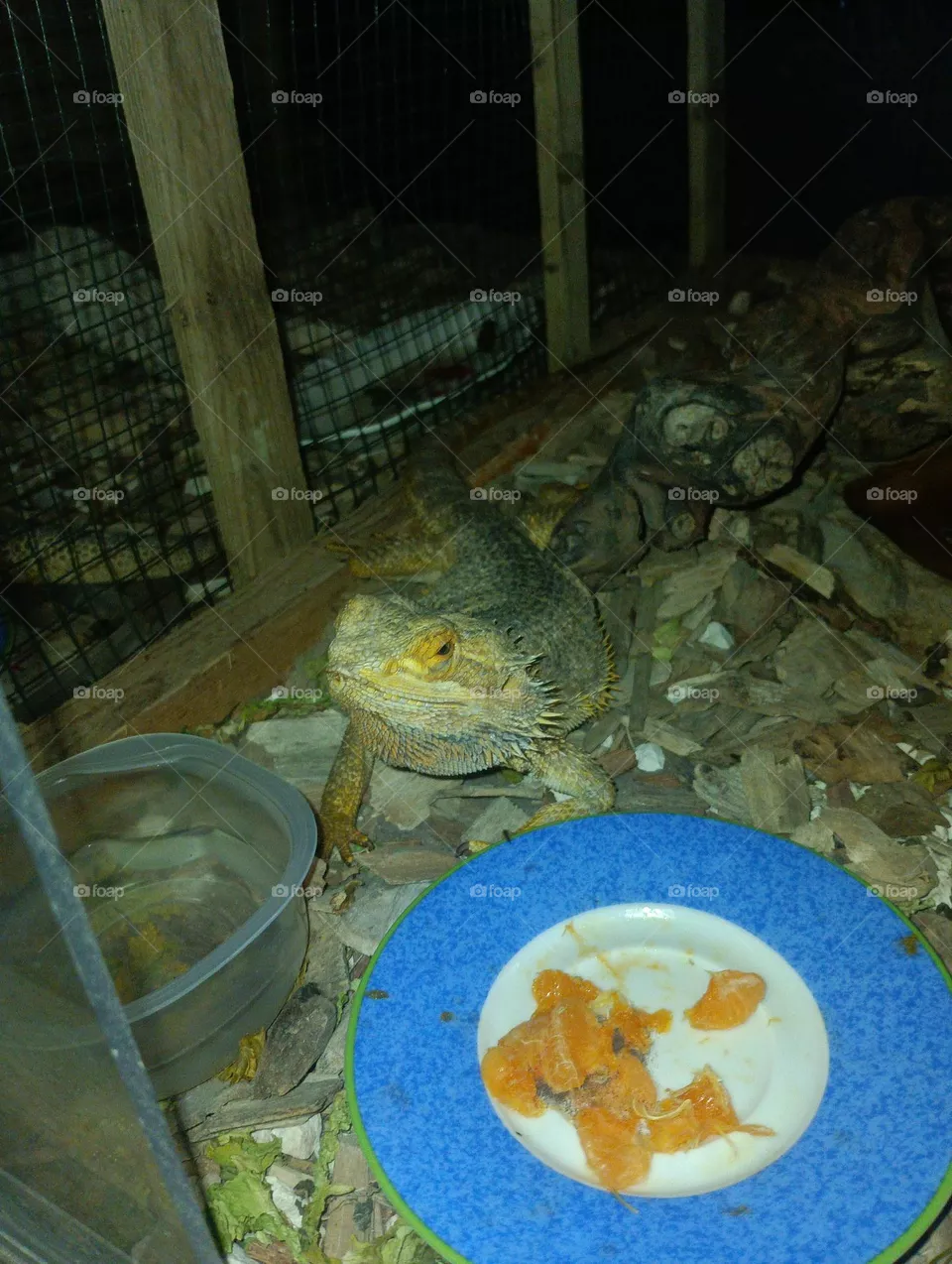 lézard pogone