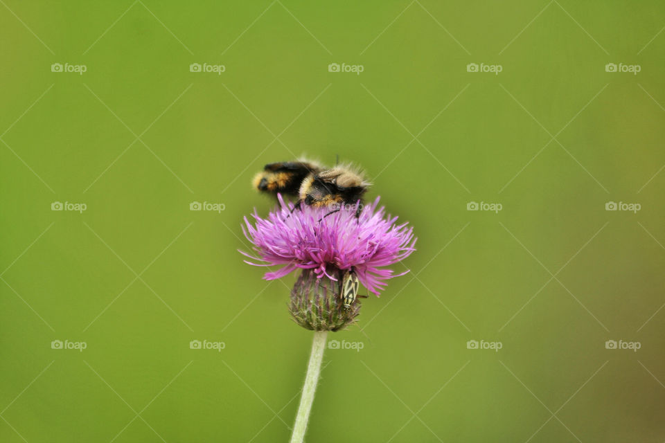 bee insects unity bumble bee by nader_esk