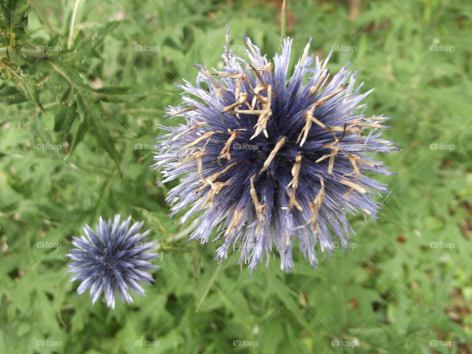 Botanical Beauty