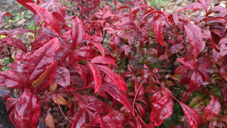 Leaf, Fall, Nature, Flora, Garden