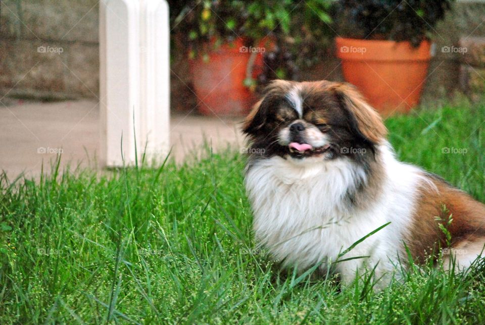 Pekingese dog outdoors thinking of happy thoughts, smiling, tongue out while eyes are closed