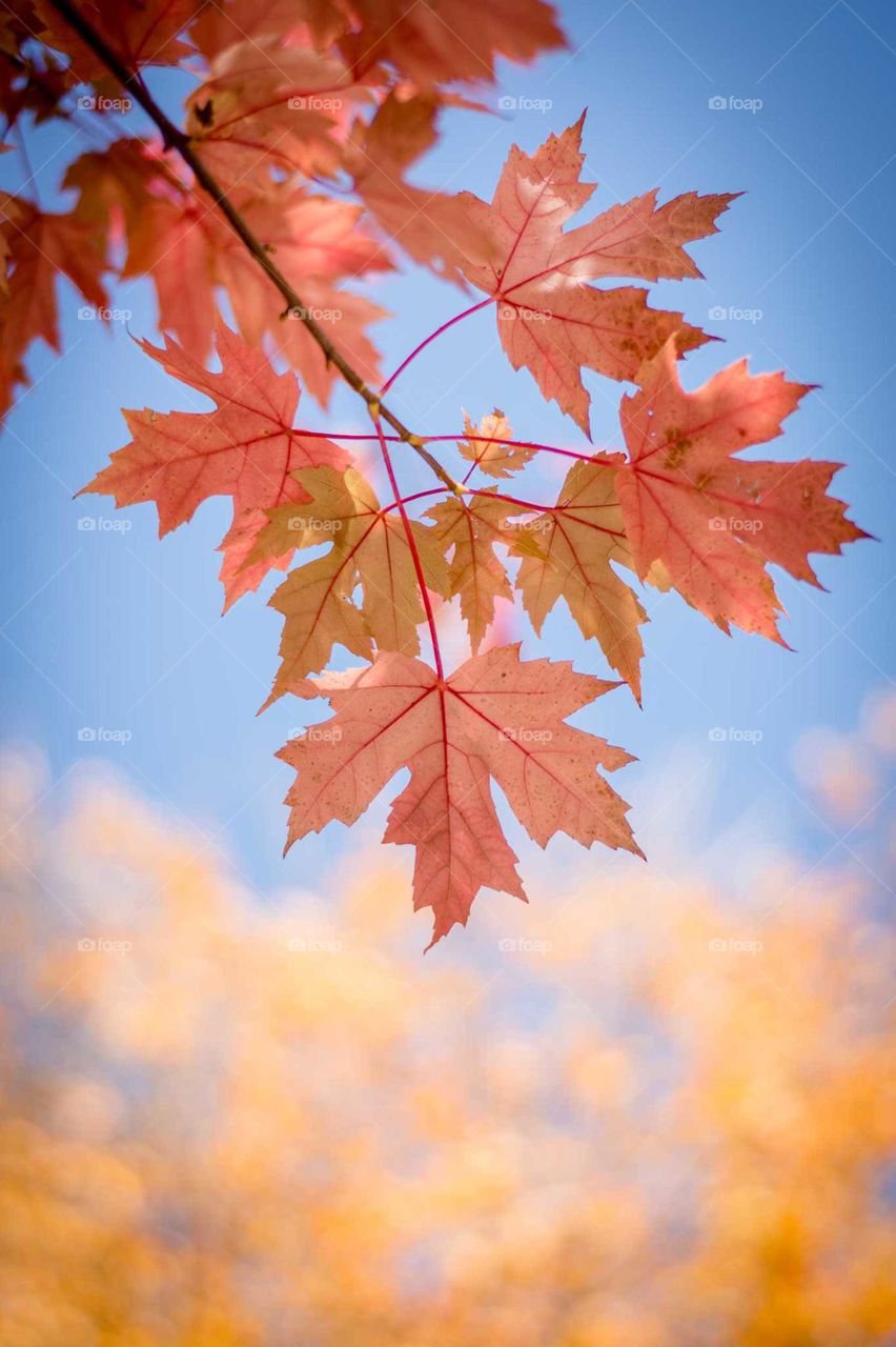 Orange maple leaves with blue sky in the background