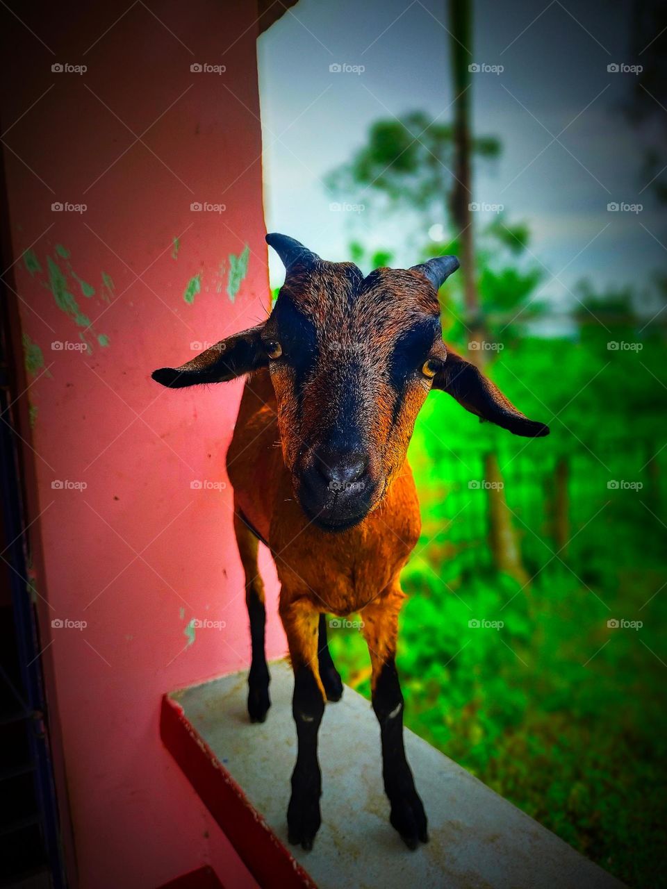 I took the picture of this goat. The picture of the goat is very beautiful.  This picture is a picture of our village goat.