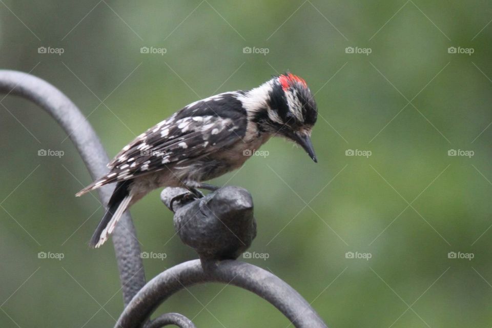 Downy Woodpecker