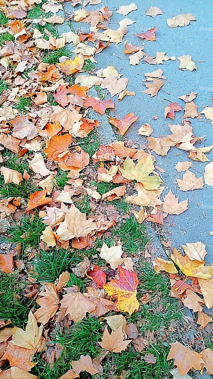 Foglie, erba e cemento