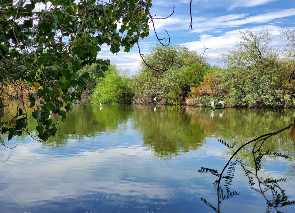 Reflections in the Lake