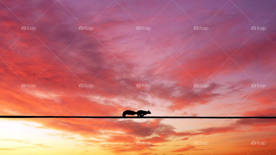 Silhouette of little Squirrel running over an electric wire against colorful sunset