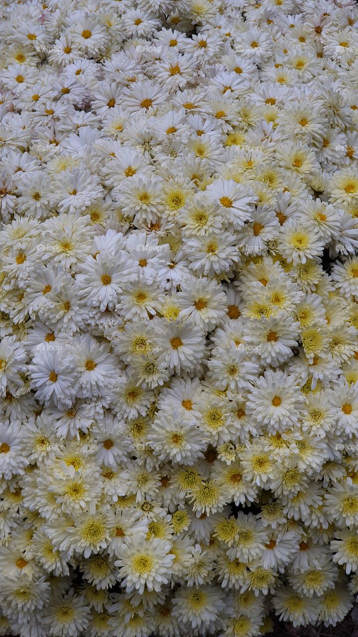 white and yellow chrysanthemum