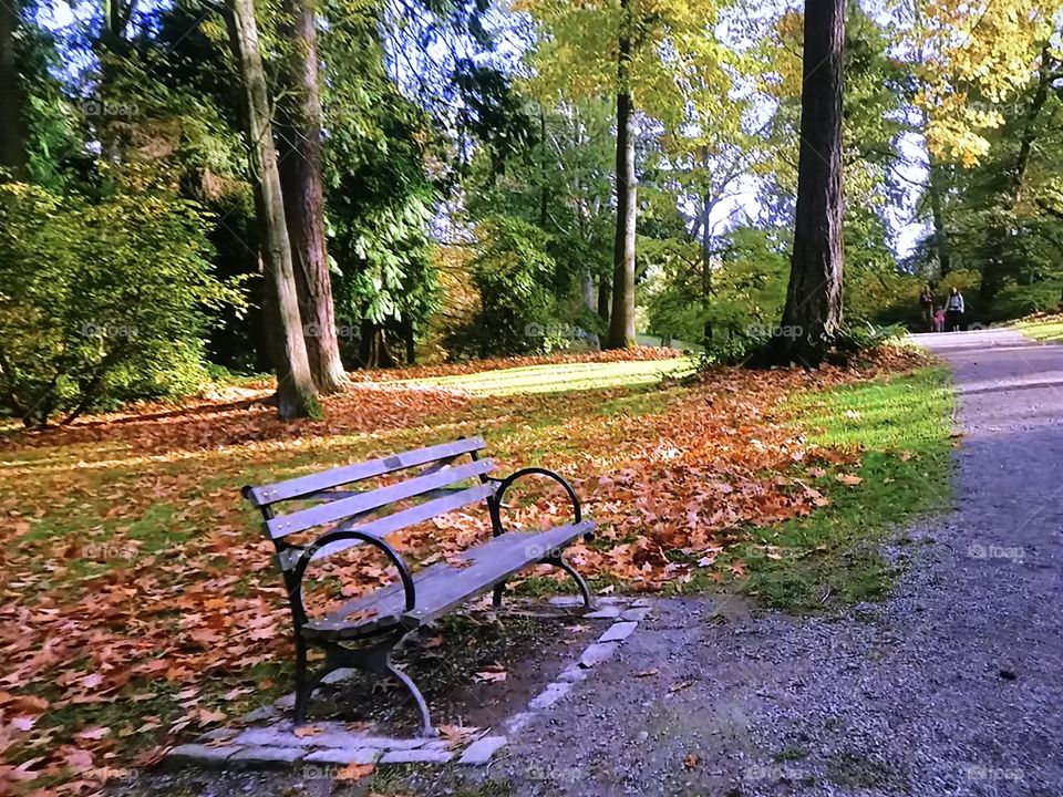 Park inside the Forrest 