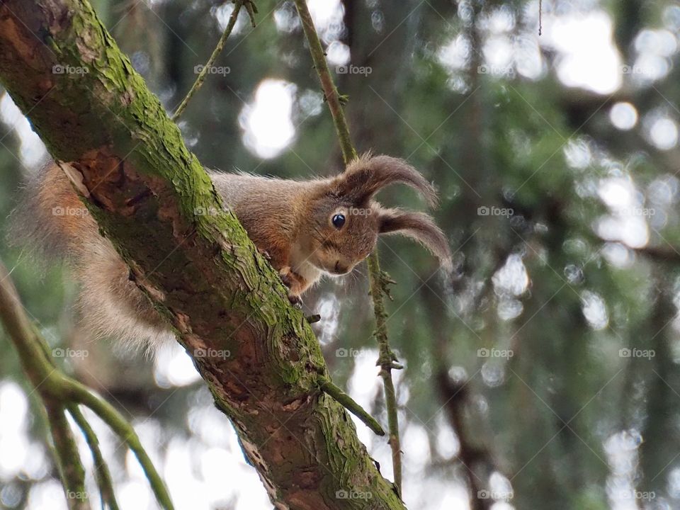 Squirrel looking at tit