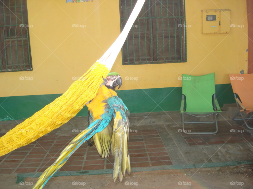 venezuela yellow parrot by perimack62