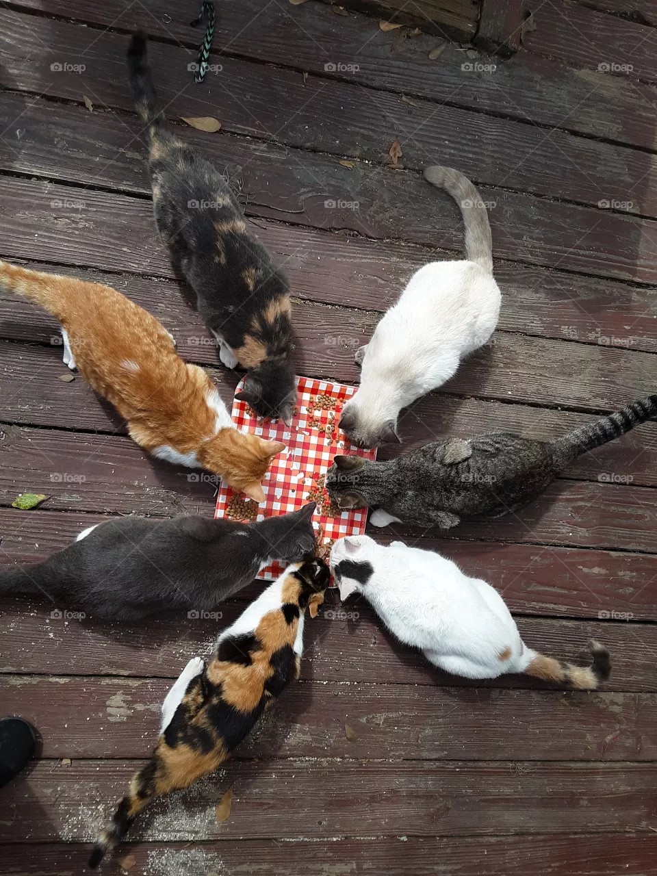 😺 Cat Family eating together!