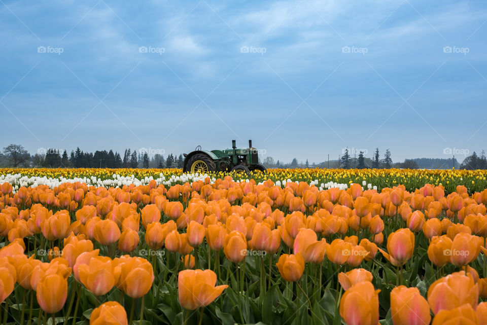 Tulip time 