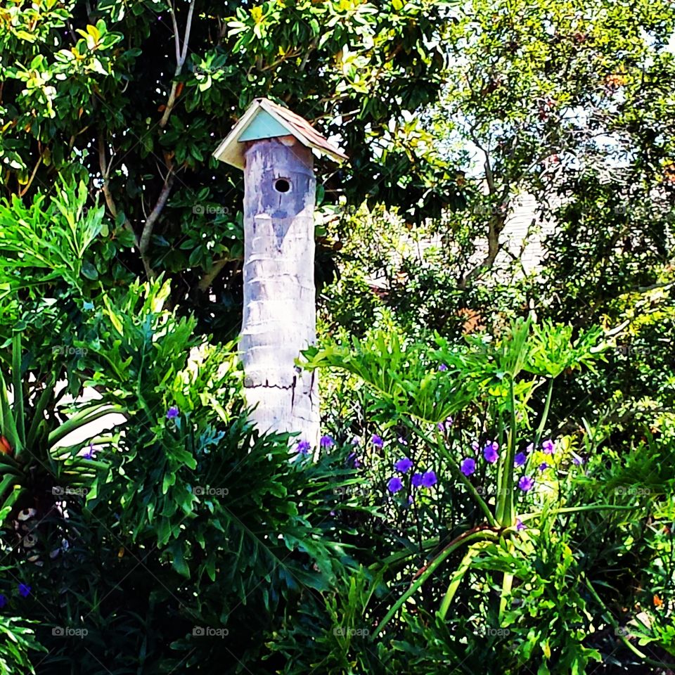 Palm in Disguise. I saw this cute palm tree gone birdhouse in Melbourne Beach, FL
