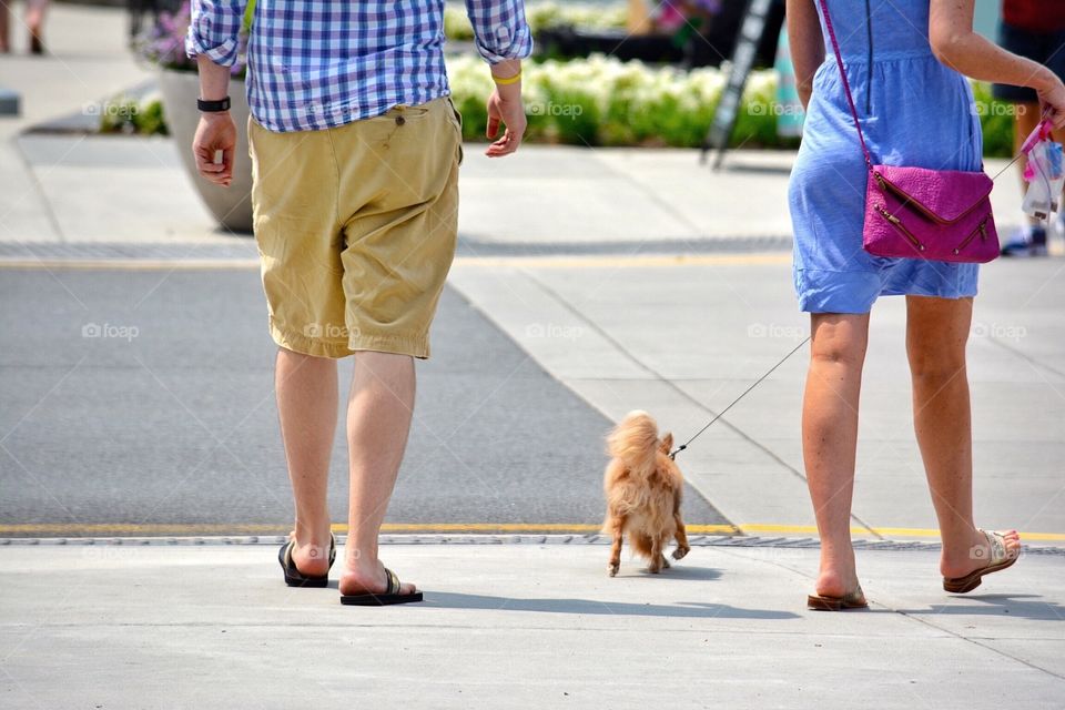 Little Pomeranian on a walk