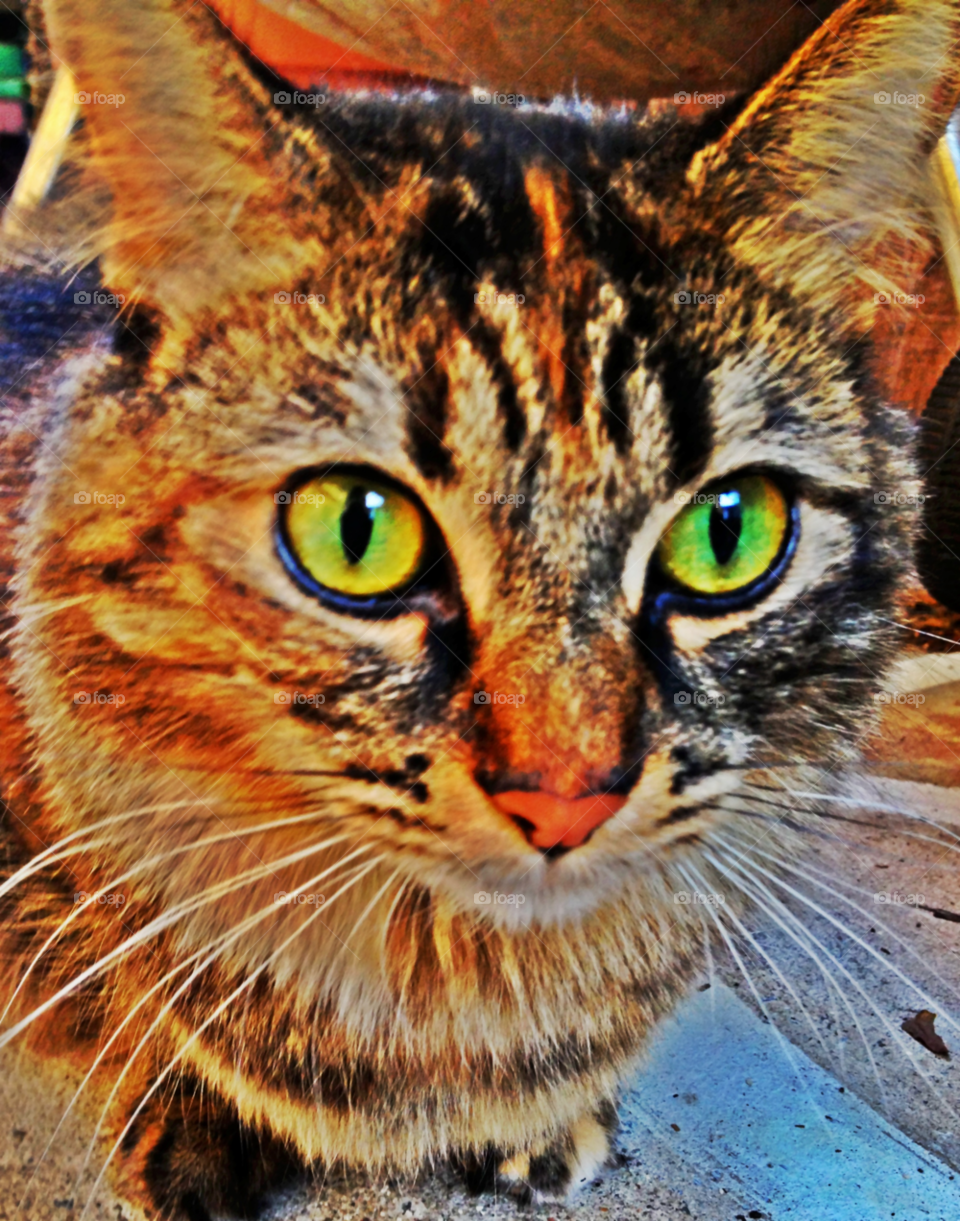 green cat cats pet by emmanuelgr