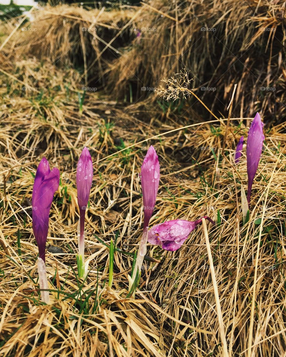 Wild purple flowers 