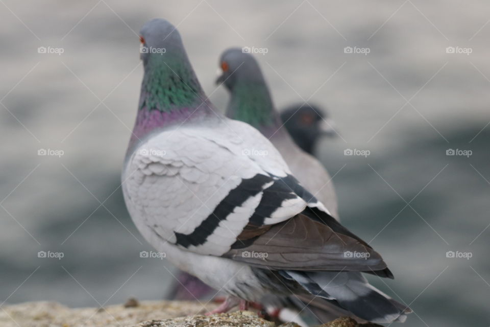 Pigeons 