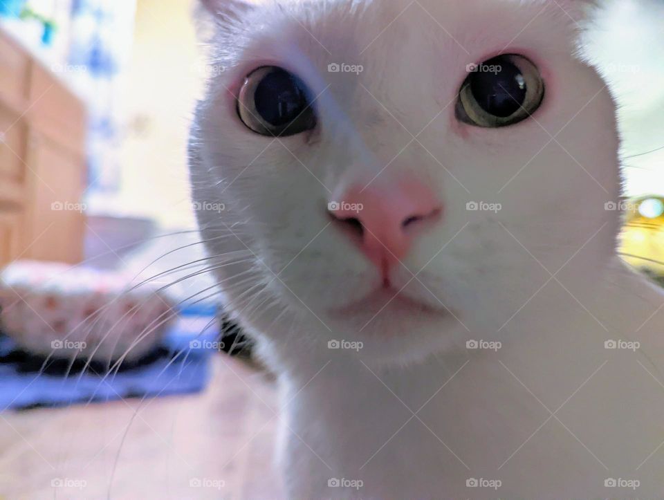 Photobombed by a cat.