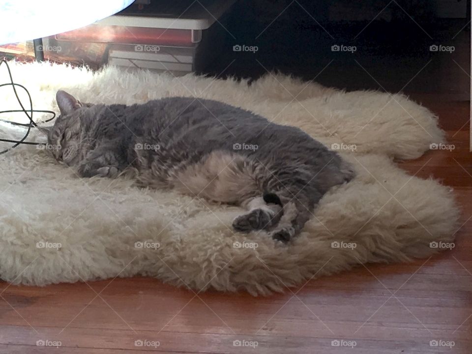 Bear rug cat nap