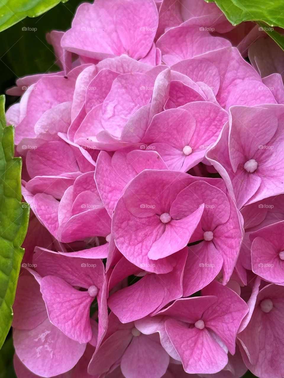 Hydrangea