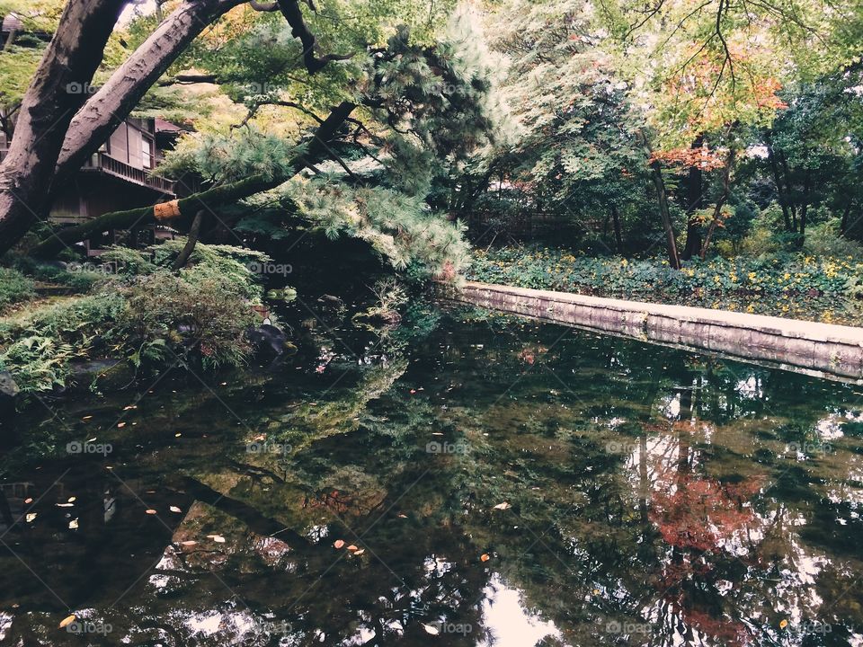 Pond in Koishikawa Korakuen 