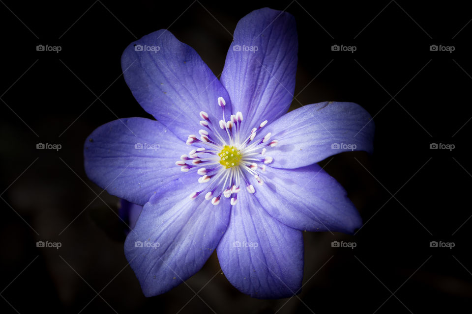 Closeup of one beautiful light blue anemone flower with black background 
