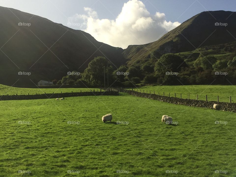 No Person, Sheep, Agriculture, Cropland, Landscape