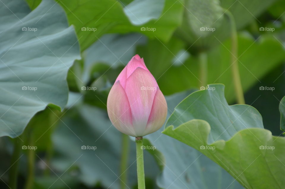 Japanese Water Lilly In A Pond