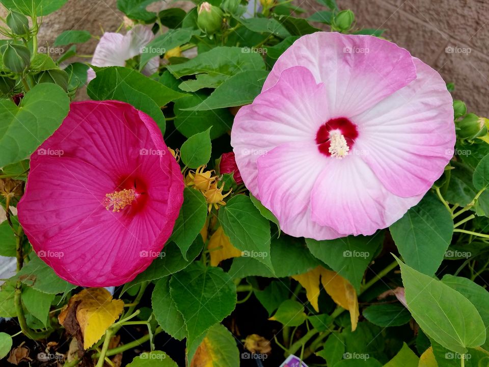 Pink Blooms