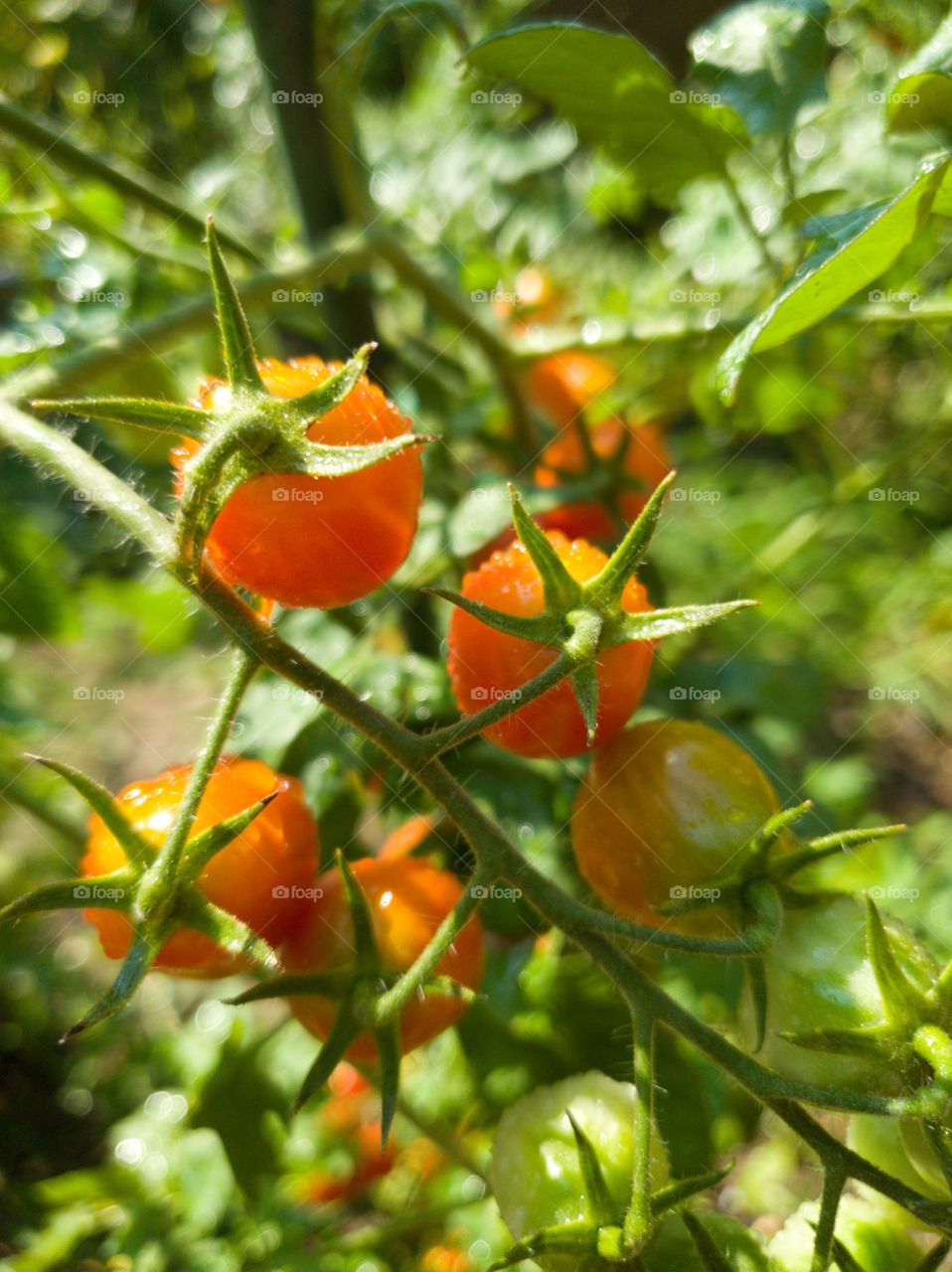 Fresh tomatoes plants. Organic tomatoes  in garden