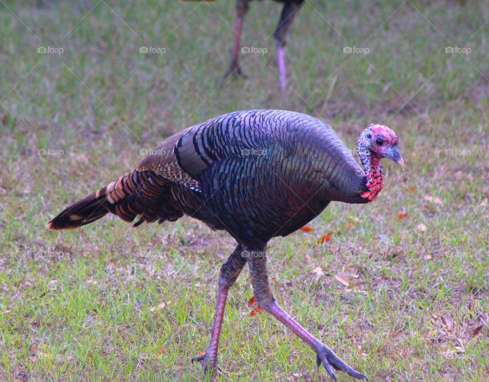 Turkey up close