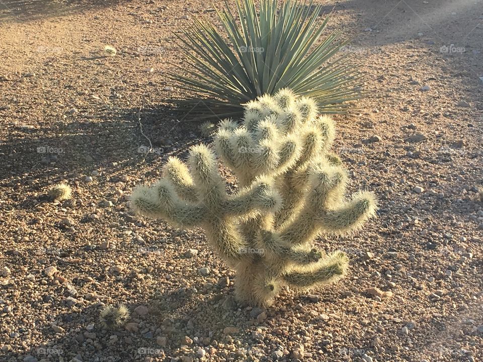 Fuzzy-looking cactus in bright golden afternoon light. 