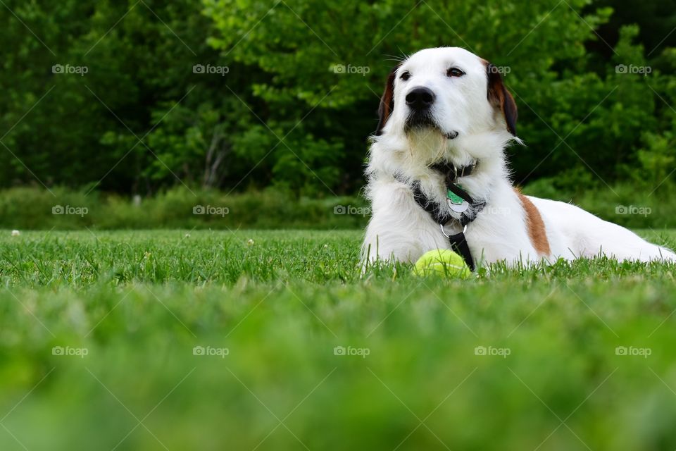 Beautiful terrier hound mixed breed dog with tennis ball enjoying nature in summer sun 