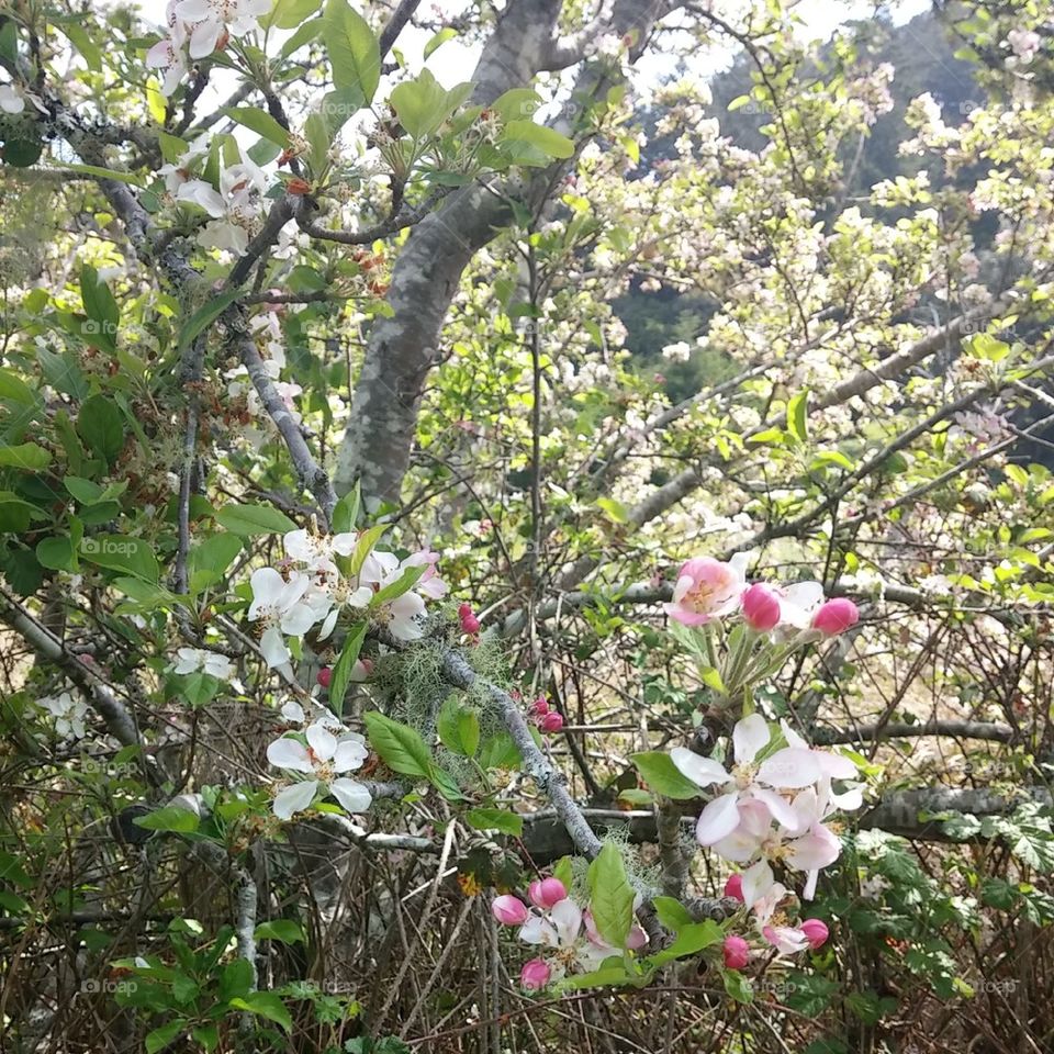 Blooming tree