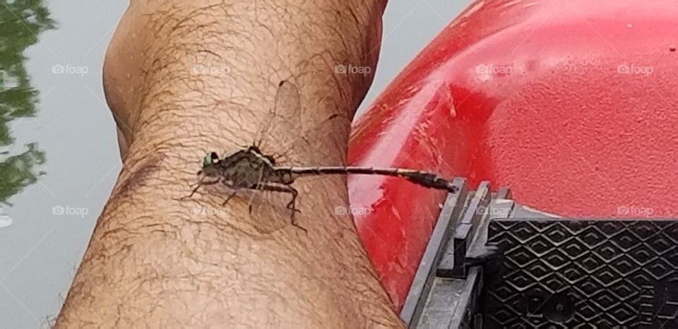 dragonfly catching a ride gasconade river missouri