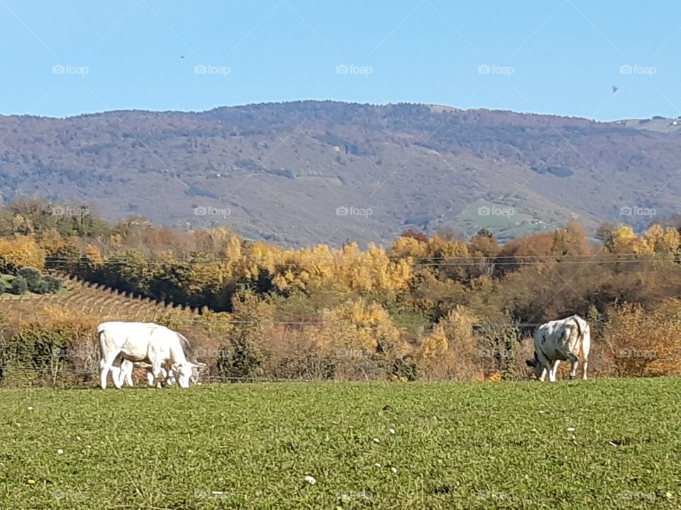 white cows on the hill in autumn