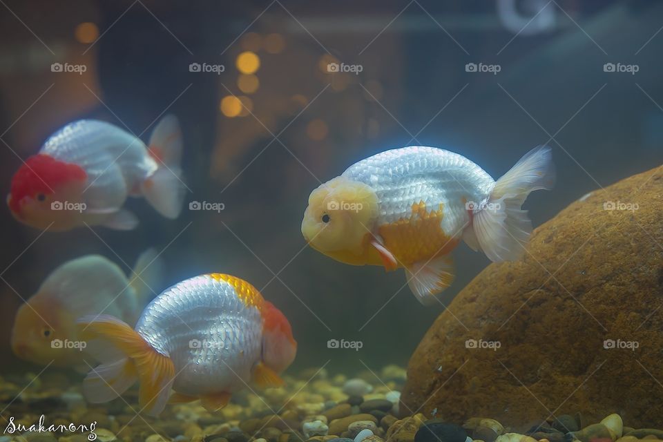 Gold fish in Thailand