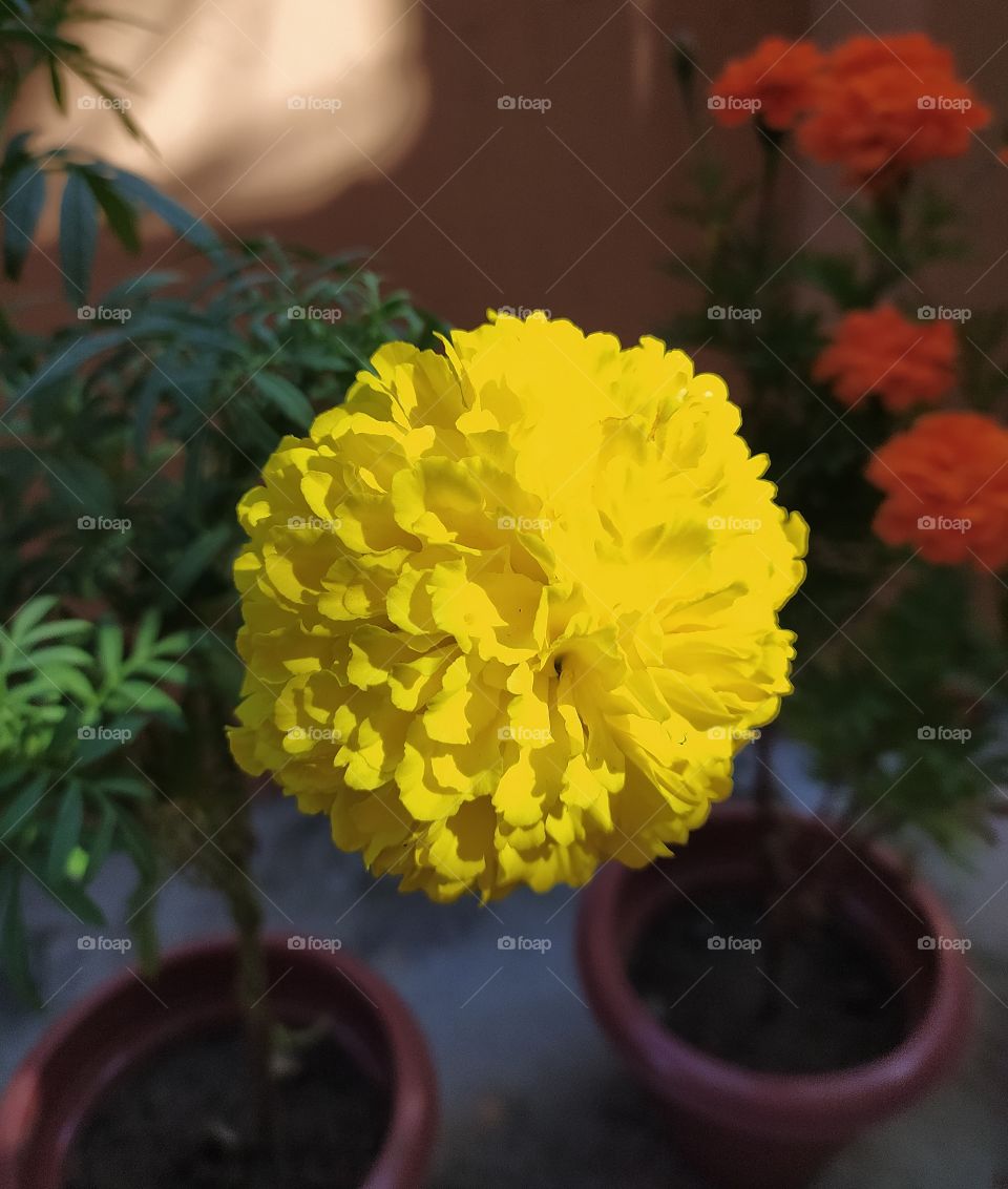 Glowing glory of marigold